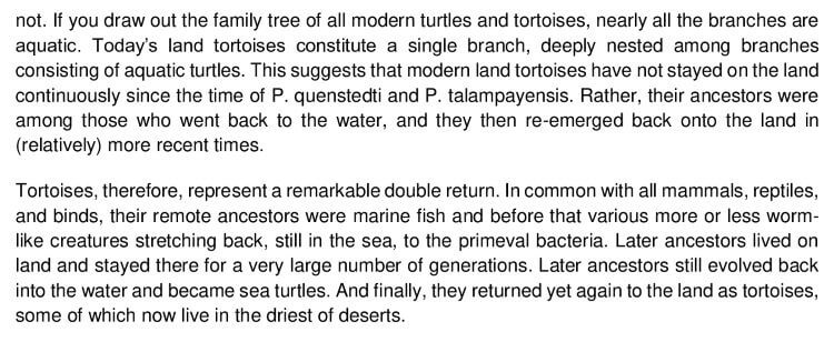 The History of the Tortoise 1