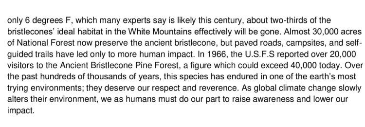 Ancient Bristlecone Pine 2