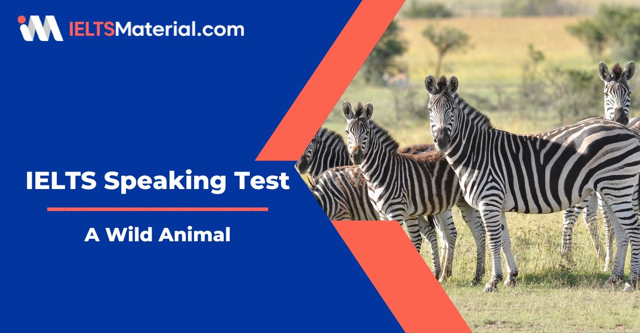 A Wild Animal – IELTS Speaking Practice Test with Answers |  