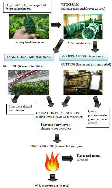 IELTS Process diagram for manufacturing black tea