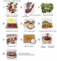 IELTS Process chart to show steps by which liquid chocolate is produced from cocoa beans