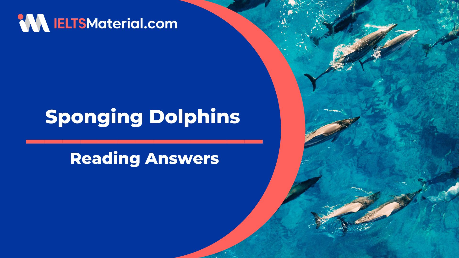 Sponging Dolphins Reading Answers