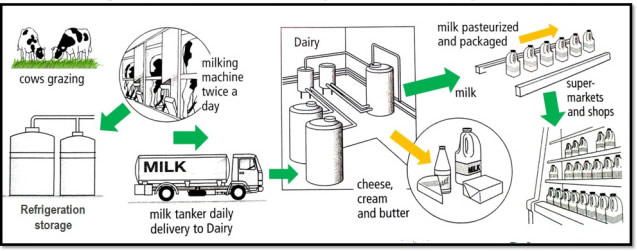 The Process of Milk Production (Process Diagram)