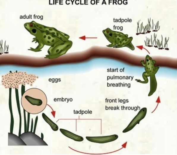 life cycle of frog