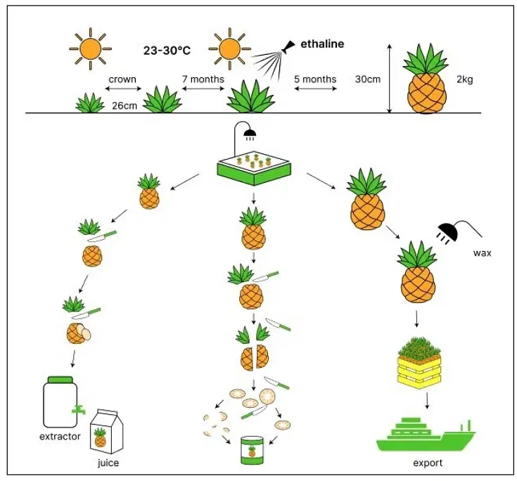 Growing and Preparing Pineapples and Pineapple Products IELTS Process Diagram