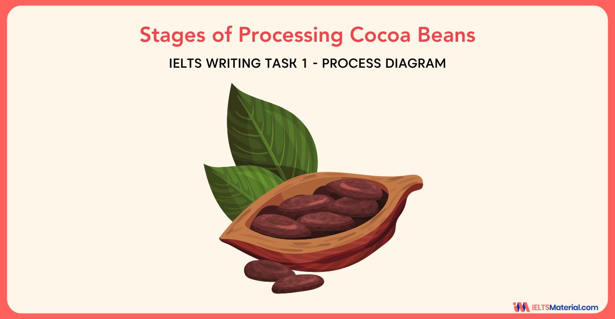 Stages of Processing Cocoa Beans – IELTS Writing Task 1